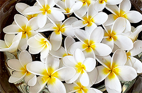 プロフェッショナルトレーニングプロバイダーメンバーシップ